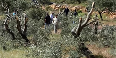 مستوطنون يحطمون 155 شجرة زيتون غرب نابلس