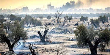 فلسطين... إبادة بيئية في غزة تهدد الأمن الغذائي والهوية الثقافية