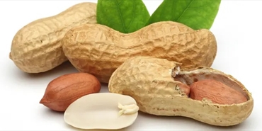 الفول السوداني ليس مجرد وجبة خفيفه ..  يعزز وظائف الدماغ وتدفق الدم